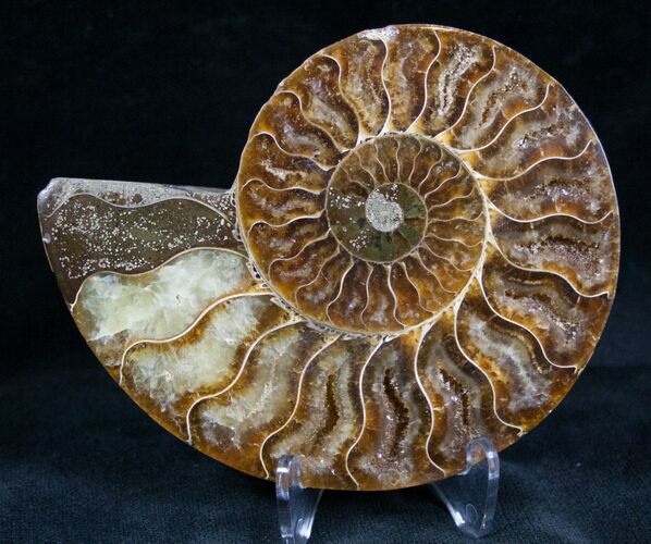 Cut and Polished Ammonite (Half) #7330
